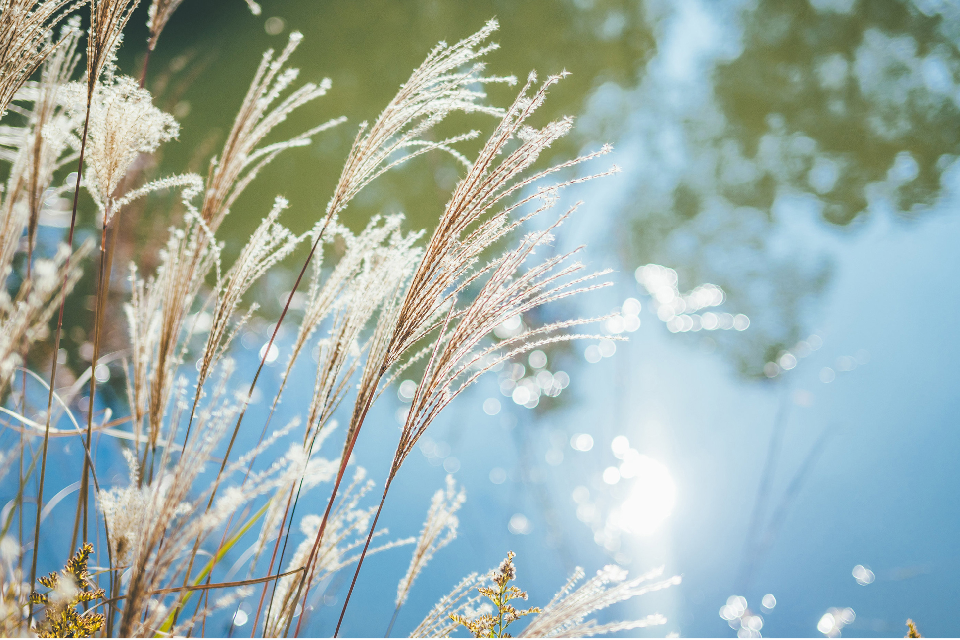 NIKKOR Z 40mm f/2（SE）メイン作例写真