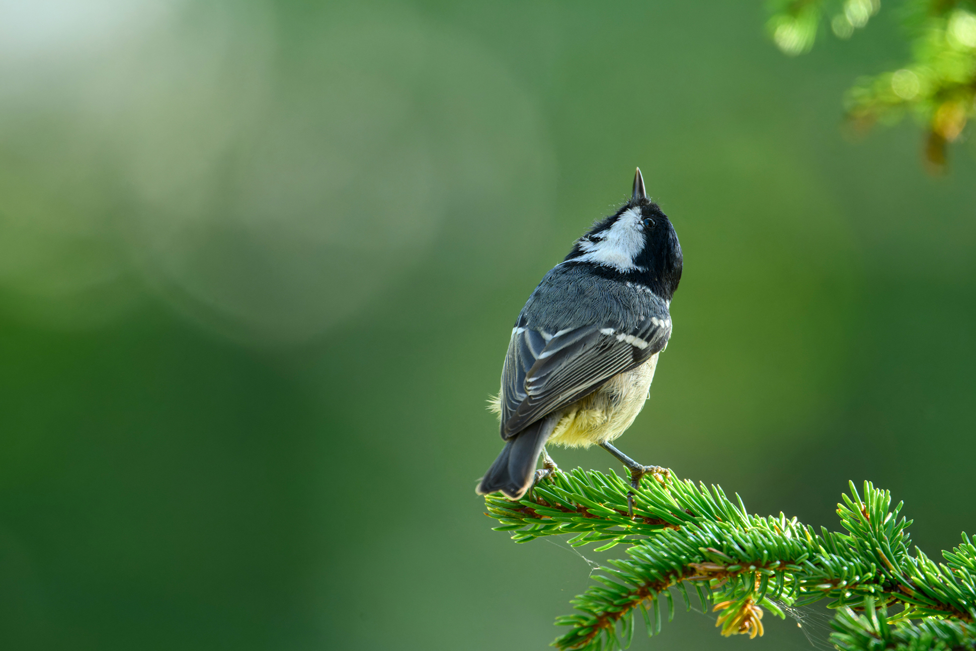 NIKKOR Z 600mm f/6.3 VR Sメイン作例写真