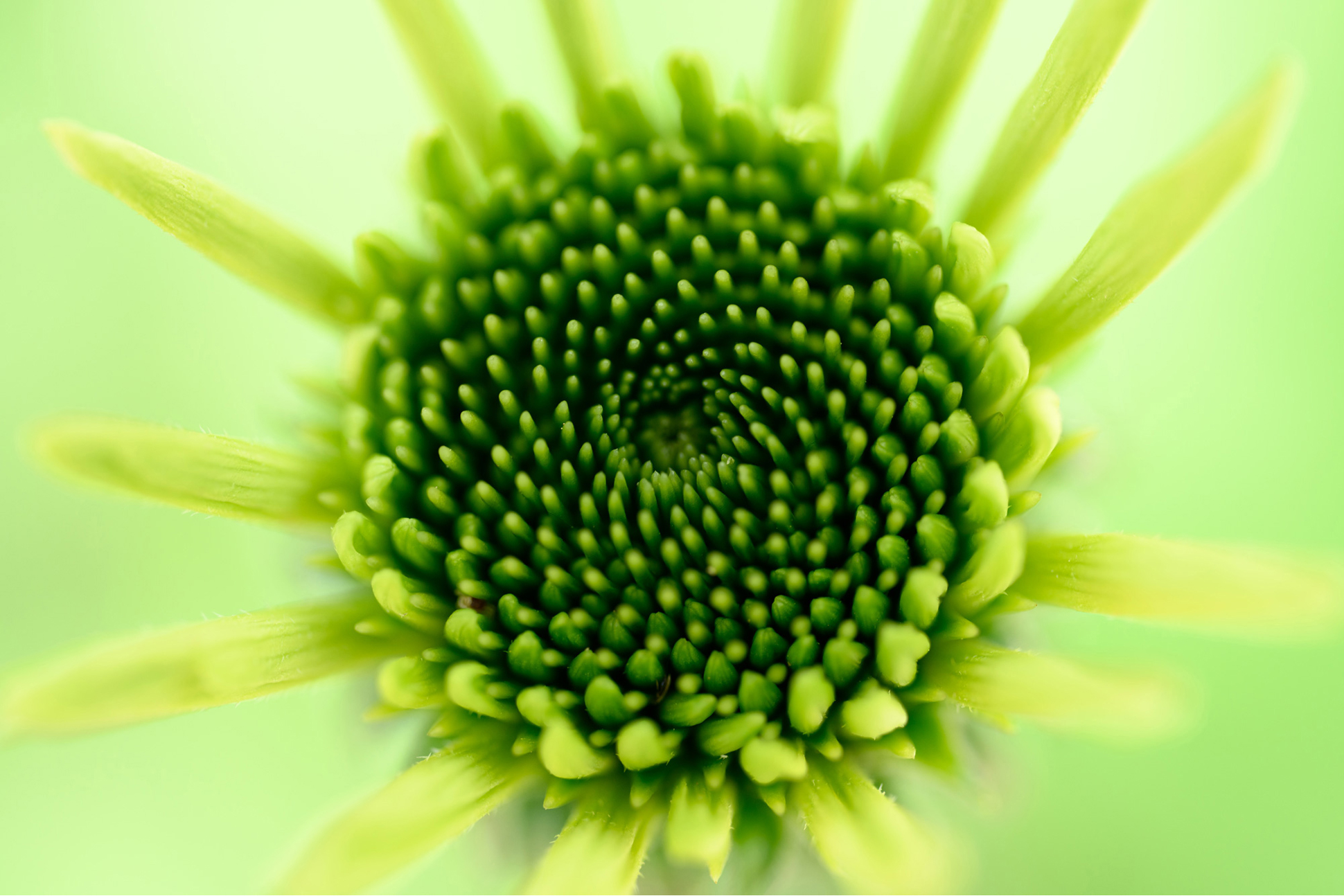 NIKKOR Z MC 105mm f/2.8 VR Sメイン作例写真