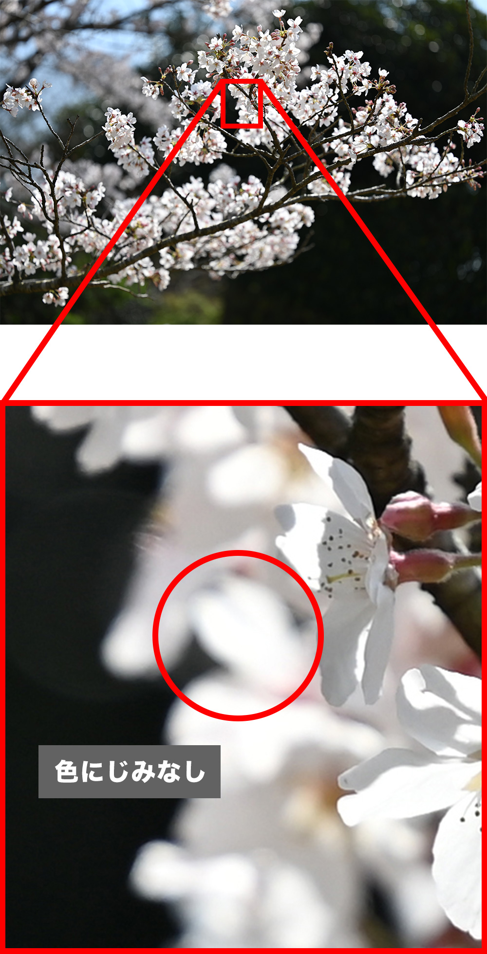 NIKKOR Z 70-200mm f/2.8 VR Sで撮影（SRレンズ搭載）