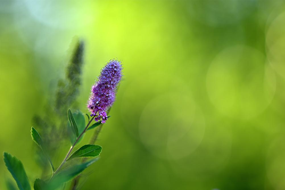 Taru Rantala×NIKKOR Z 135mm f/1.8 S Plena作品