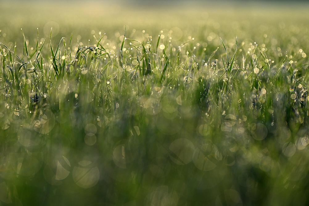 Taru Rantala×NIKKOR Z 135mm f/1.8 S Plena作品