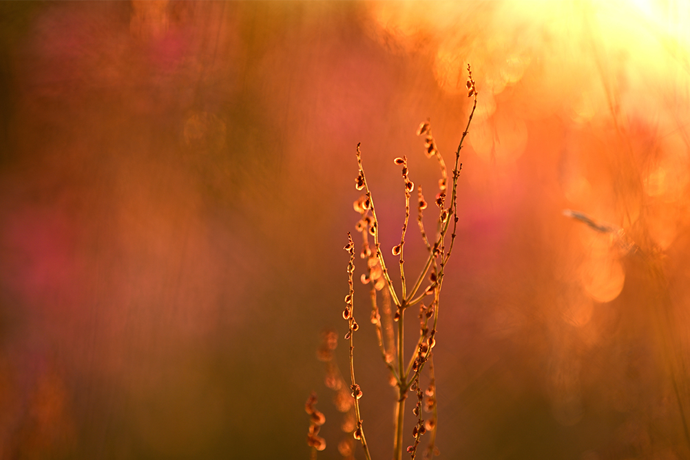 Taru Rantala×NIKKOR Z 135mm f/1.8 S Plena作品