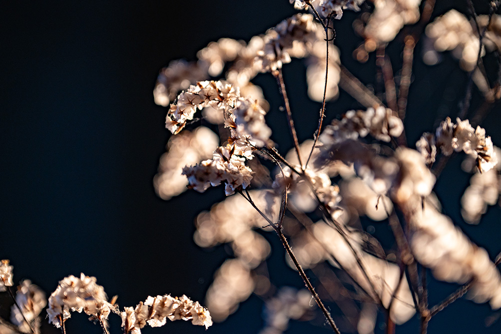 古性 のち×NIKKOR Z 24-120mm f/4 S作品