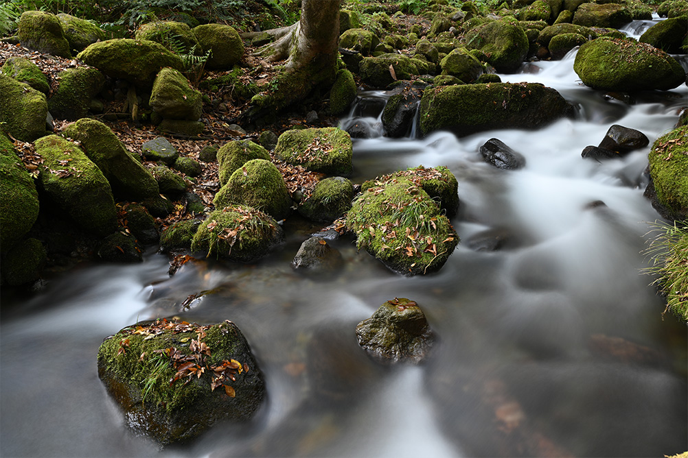 saizou×NIKKOR Z 24mm f/1.8 S作品