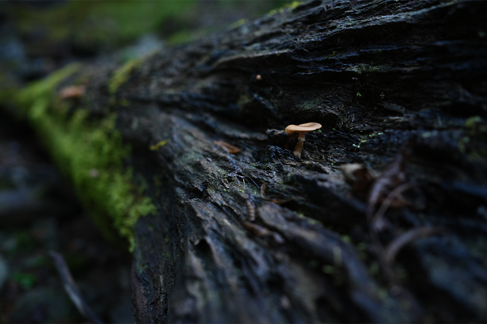 saizou×NIKKOR Z 24mm f/1.8 S作品