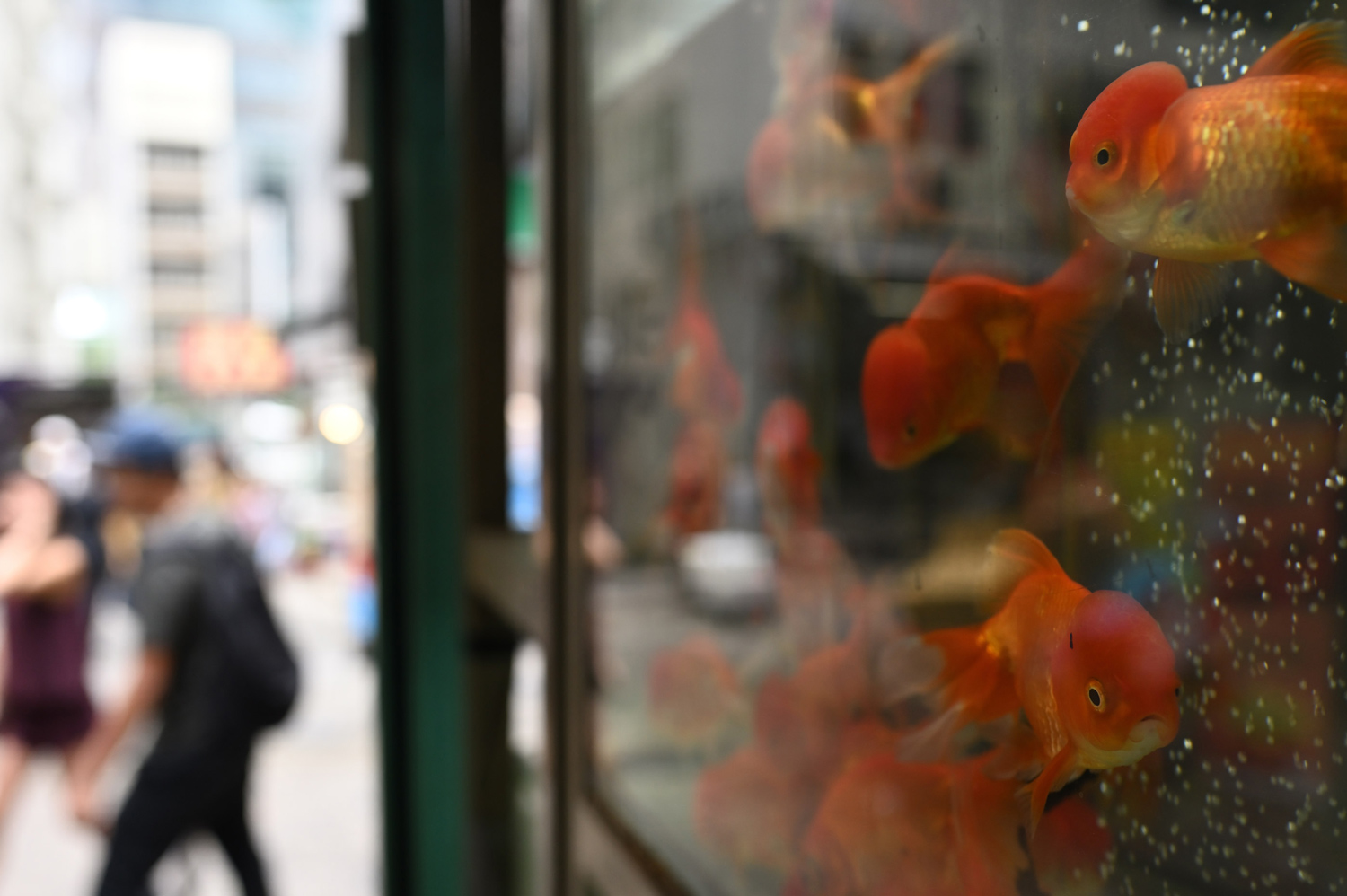 クキモトノリコ×NIKKOR Z 35mm f/1.8 S作品