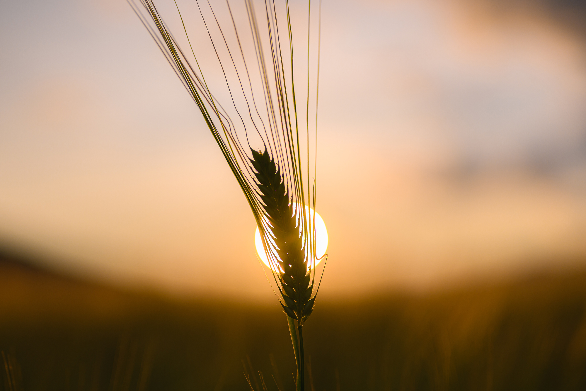 NIKKOR Z 50mm f/1.8 Sメイン作例写真