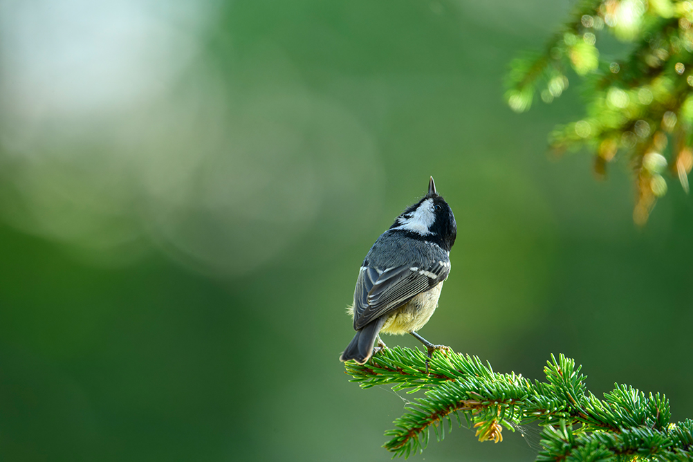 佐藤 章×NIKKOR Z 600mm f/6.3 VR S作品