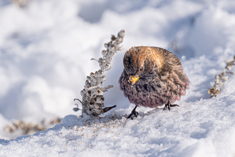 半田 菜摘×NIKKOR Z 70-200mm f/2.8 VR S + Z TELECONVERTER TC-2.0x作品