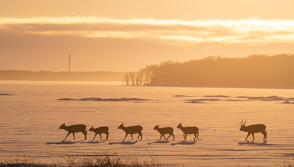半田 菜摘×NIKKOR Z 70-200mm f/2.8 VR S + Z TELECONVERTER TC-2.0x作品
