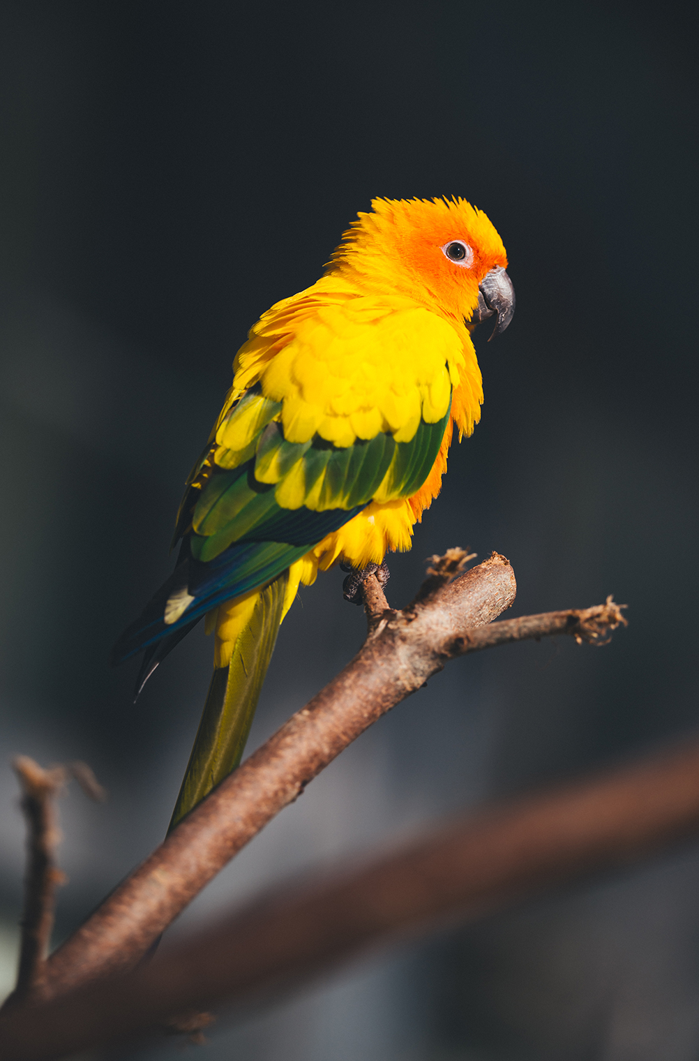 Shohki Eno×NIKKOR Z 70-200mm f/2.8 VR S II作品