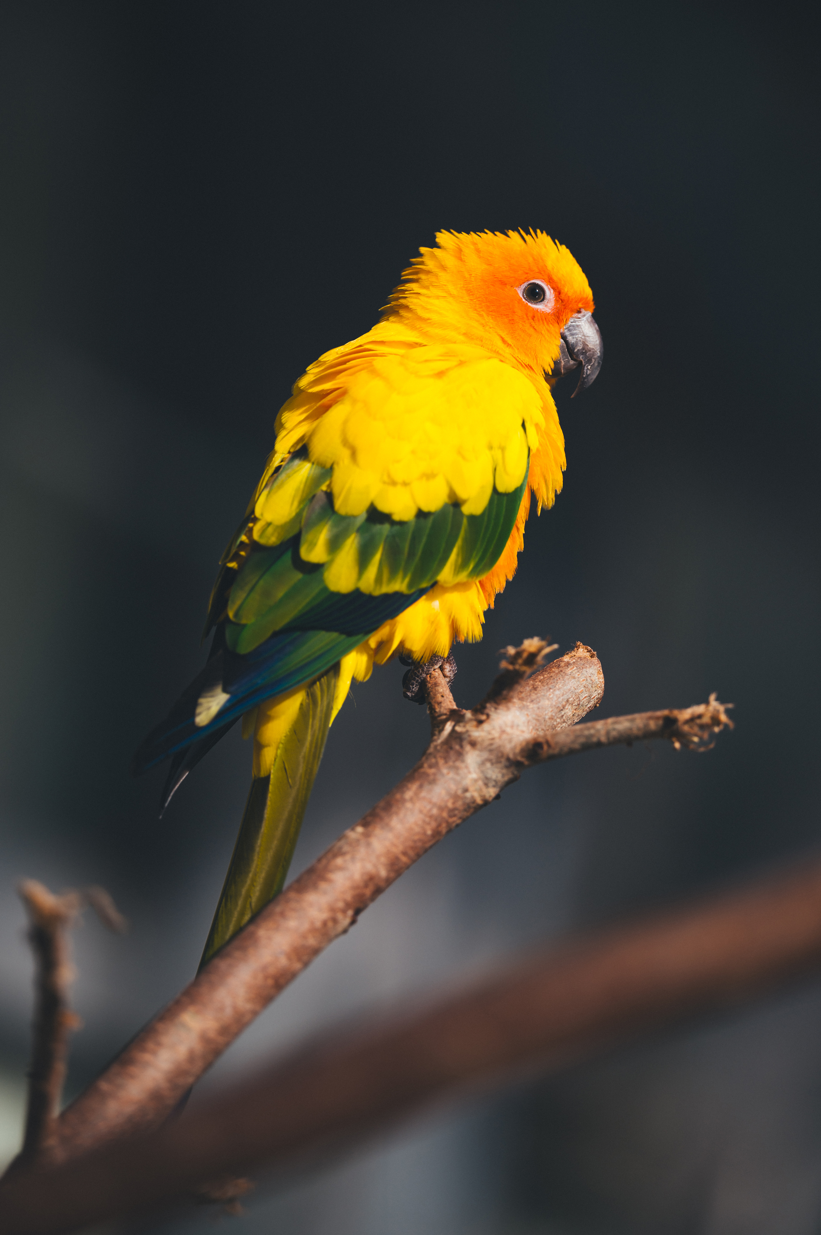 NIKKOR Z 70-200mm f/2.8 VR S II | NIKKOR Z スペシャルコンテンツ