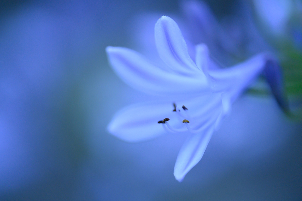 長瀬 正太×NIKKOR Z MC 105mm f/2.8 VR S作品