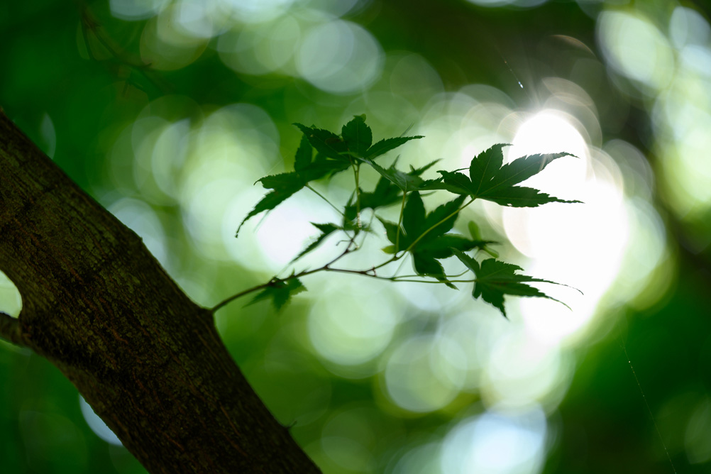 長瀬 正太×NIKKOR Z MC 105mm f/2.8 VR S作品