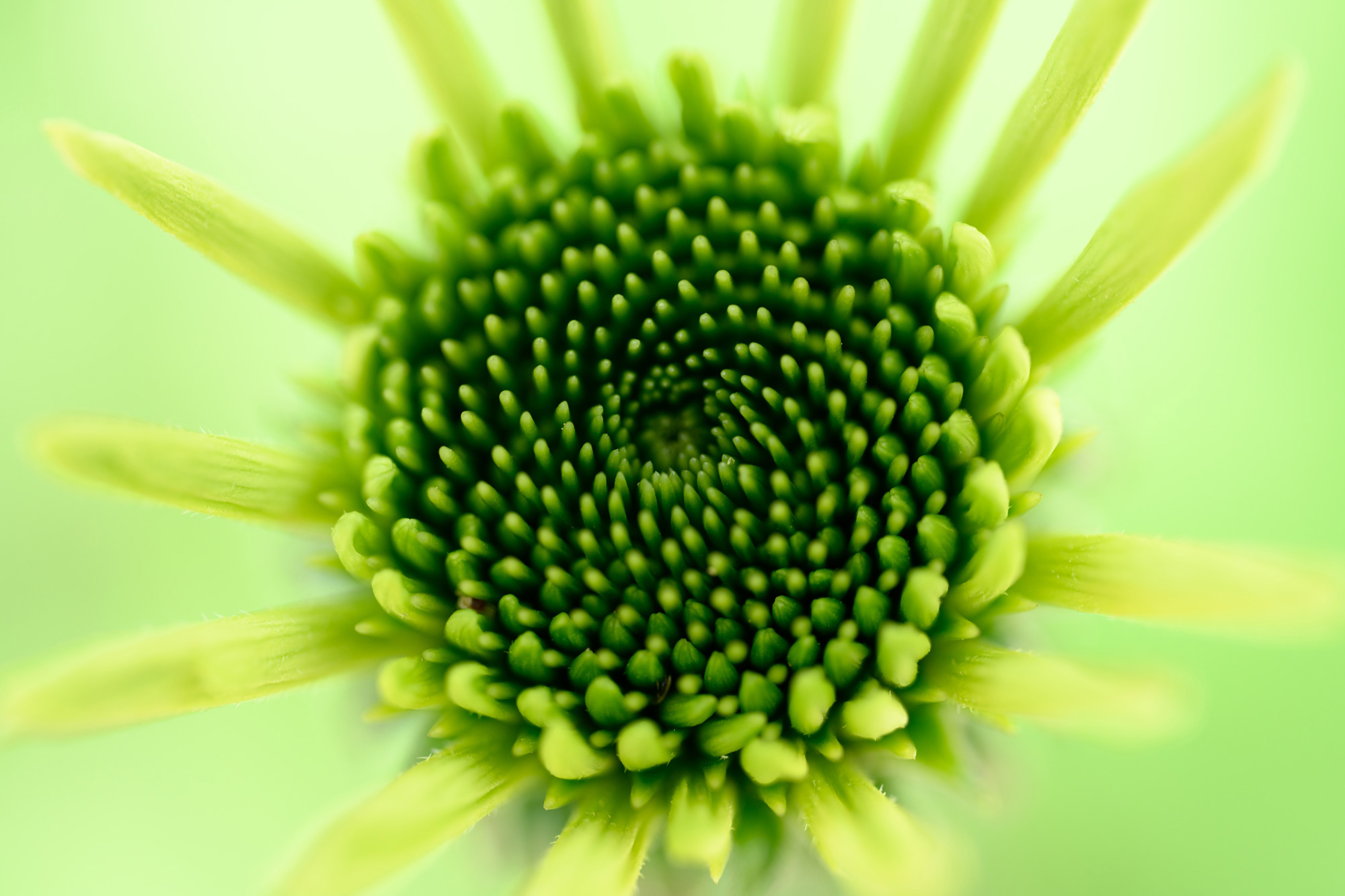 NIKKOR Z MC 105mm f/2.8 VR Sメイン作例写真