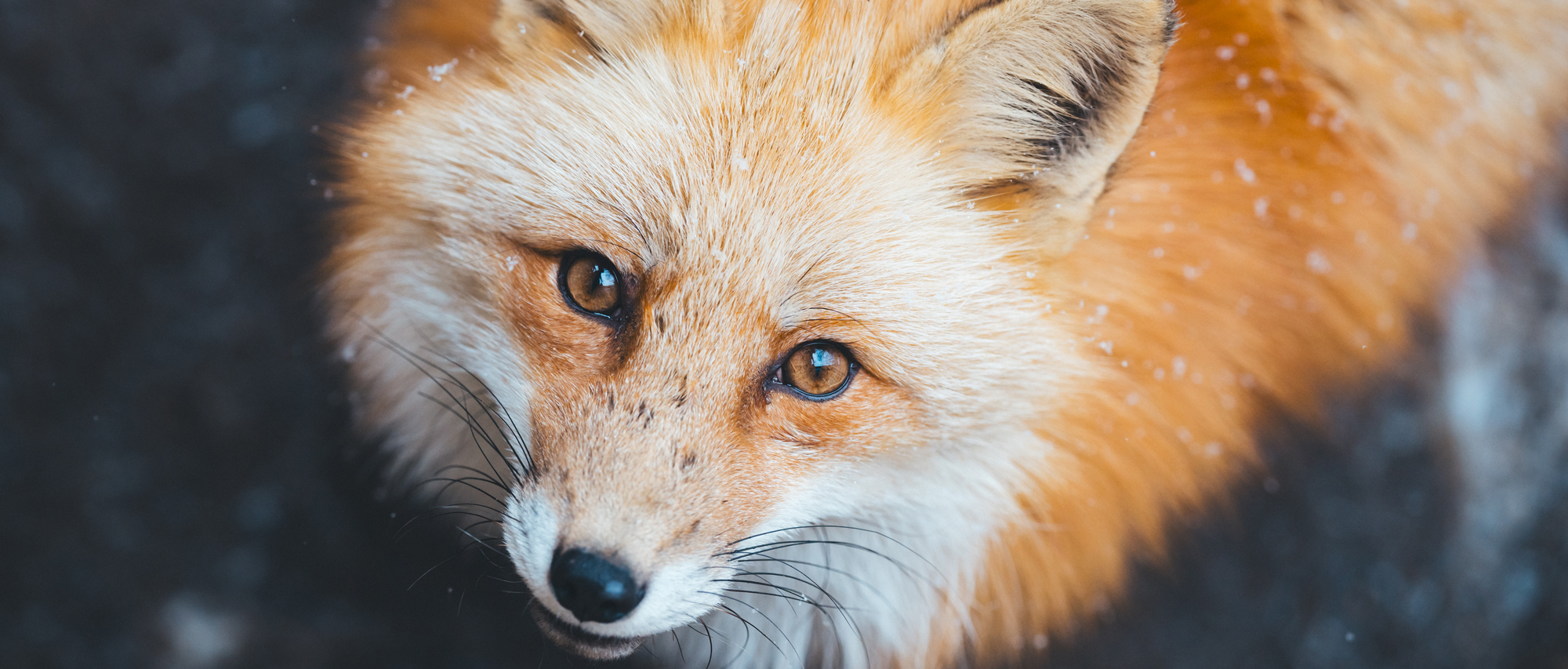 Shohki Eno×NIKKOR Z 70-200mm f/2.8 VR S IIメイン作例写真