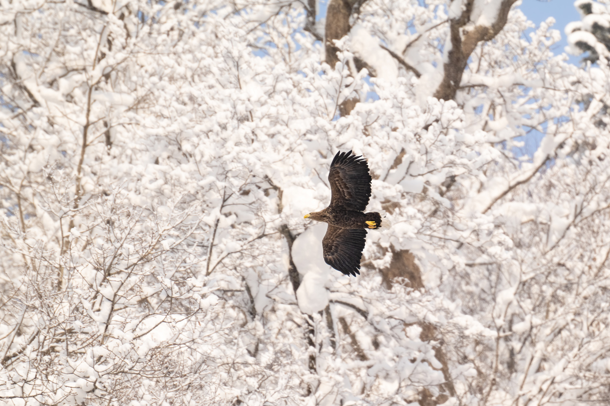 半田 菜摘×NIKKOR Z 70-200mm f/2.8 VR S + Z TELECONVERTER TC-2.0x作品