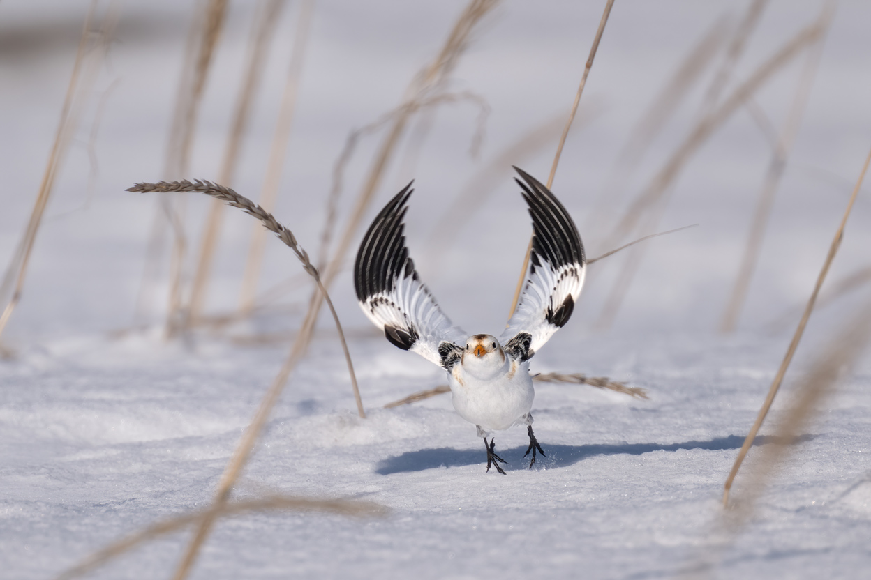 半田 菜摘×NIKKOR Z 70-200mm f/2.8 VR S + Z TELECONVERTER TC-2.0x作品