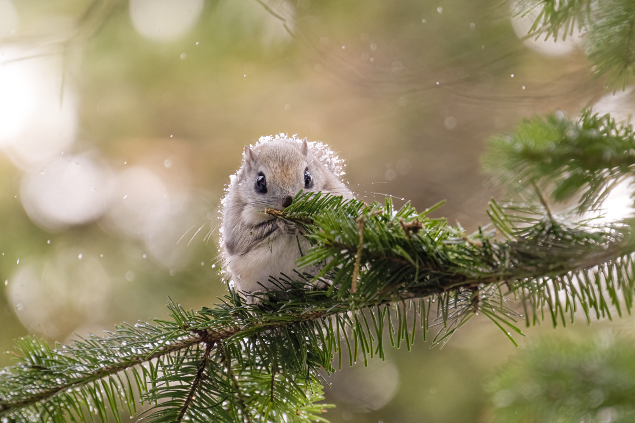 半田 菜摘×NIKKOR Z 70-200mm f/2.8 VR S + Z TELECONVERTER TC-2.0x作品