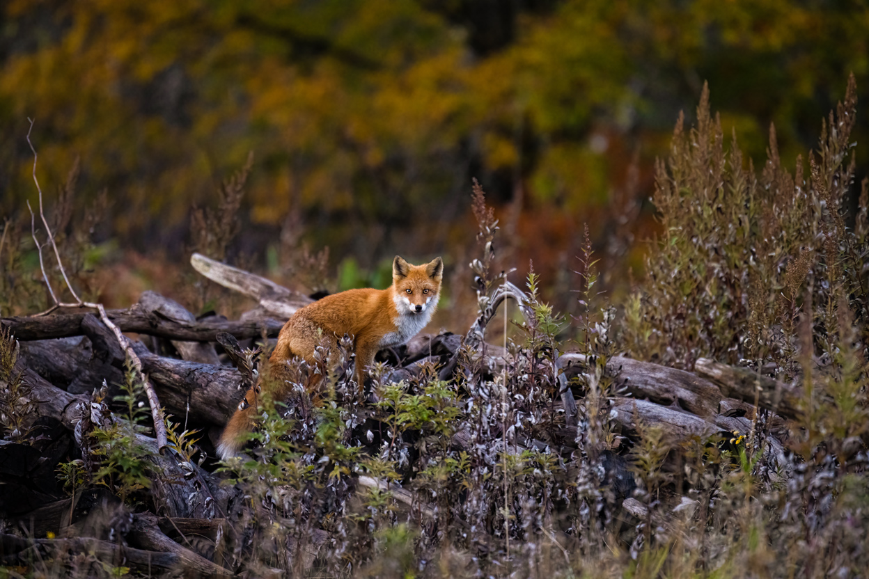 半田 菜摘×NIKKOR Z 70-200mm f/2.8 VR S + Z TELECONVERTER TC-1.4x作品