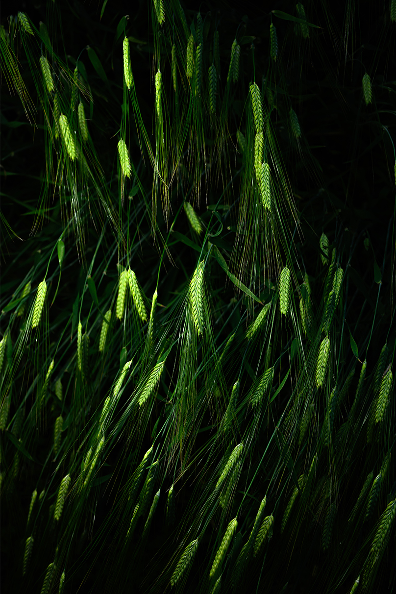 平野 はじめ Hajime Hirano×NIKKOR Z 50mm f/1.8 S作品