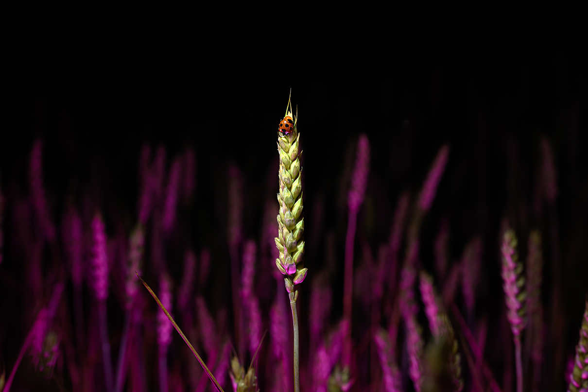 平野 はじめ Hajime Hirano×NIKKOR Z 50mm f/1.8 S作品