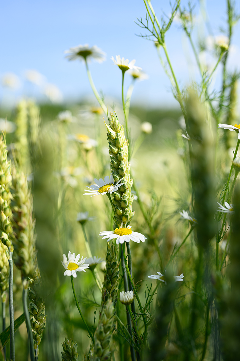 平野 はじめ Hajime Hirano×NIKKOR Z 50mm f/1.8 S作品