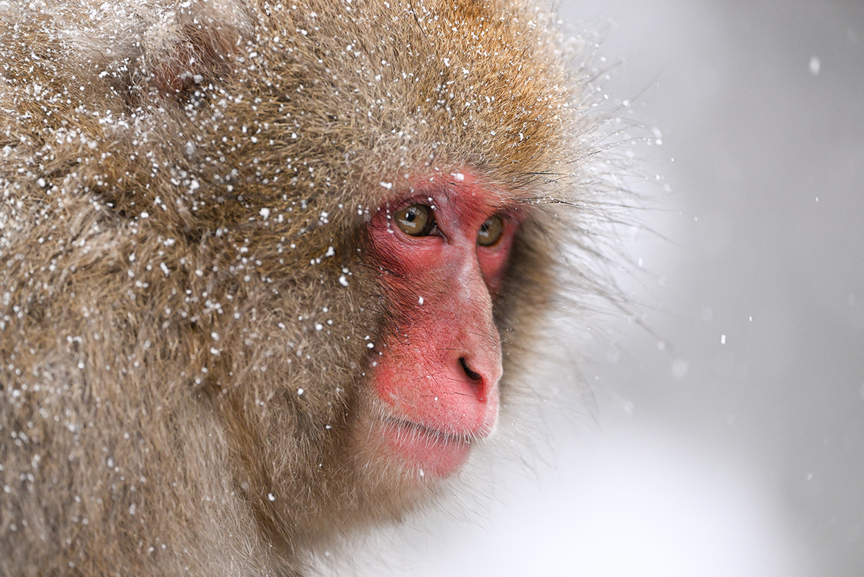 石田 卓士×NIKKOR Z 100-400mm f/4.5-5.6 VR S作品