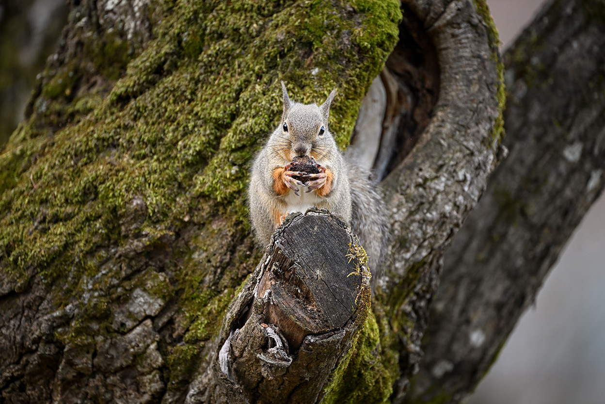 石田 卓士×NIKKOR Z 100-400mm f/4.5-5.6 VR S作品