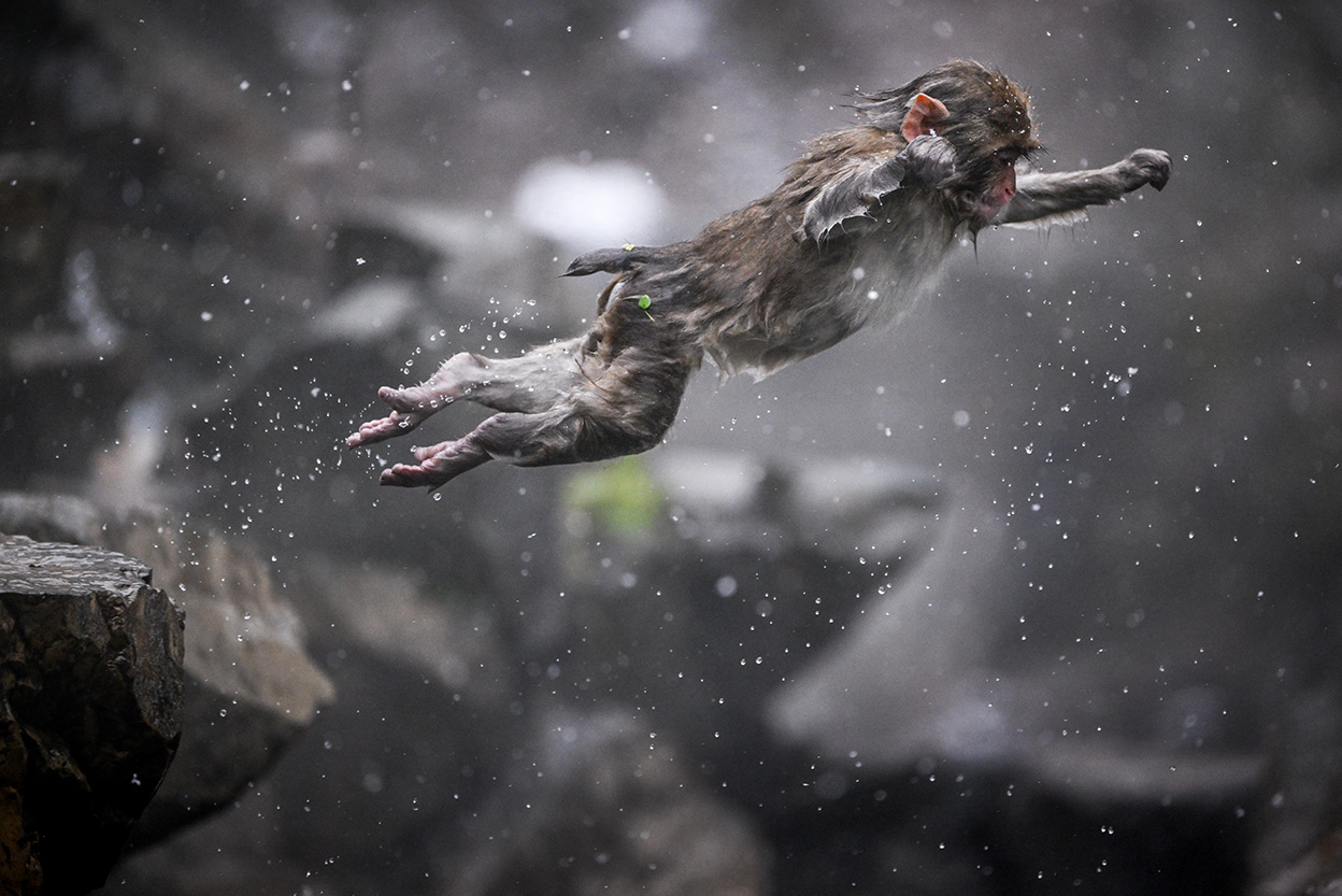 石田 卓士×NIKKOR Z 100-400mm f/4.5-5.6 VR S作品