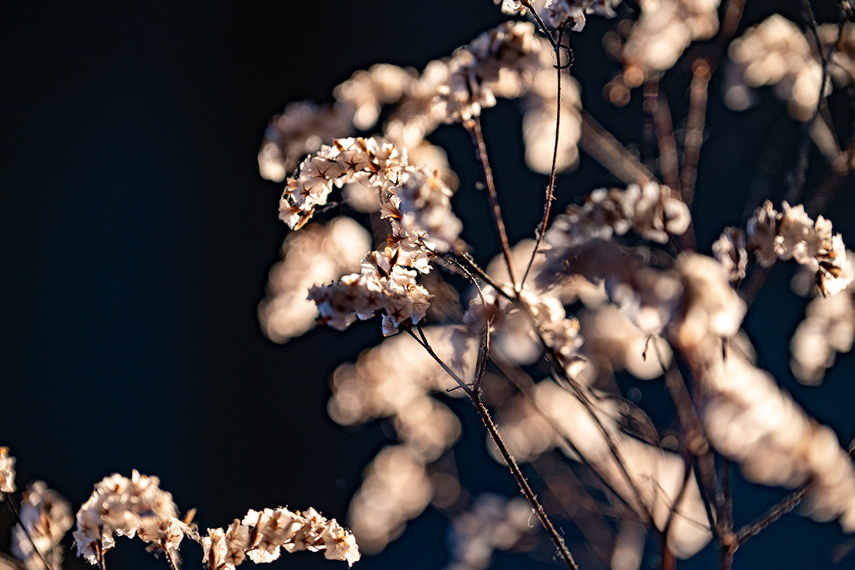 古性 のち×NIKKOR Z 24-120mm f/4 S作品