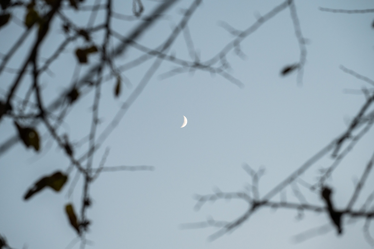 古性 のち×NIKKOR Z 24-120mm f/4 S作品