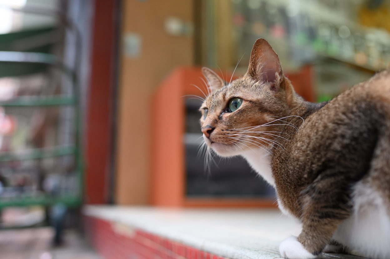 クキモトノリコ×NIKKOR Z 35mm f/1.8 S作品