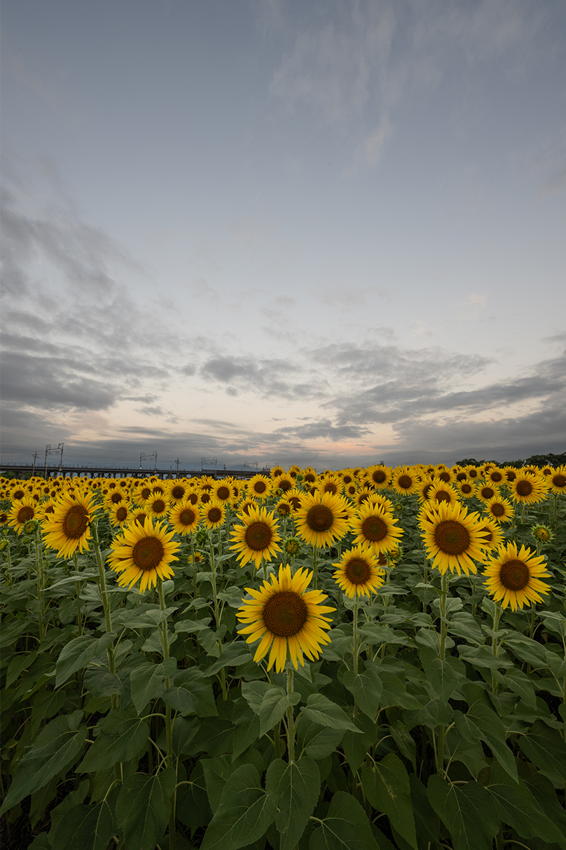 まちゅばら×NIKKOR Z 14-24mm f/2.8 S作品