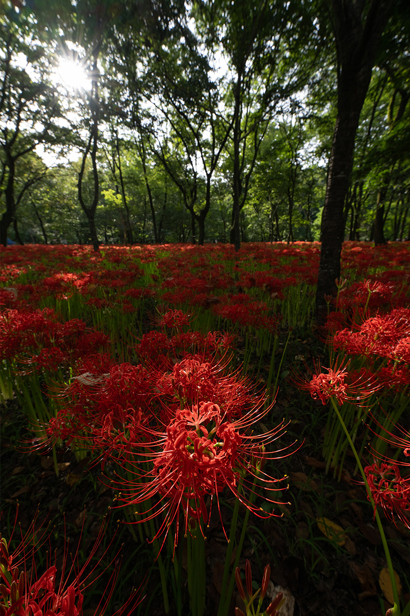 まちゅばら×NIKKOR Z 14-24mm f/2.8 S作品