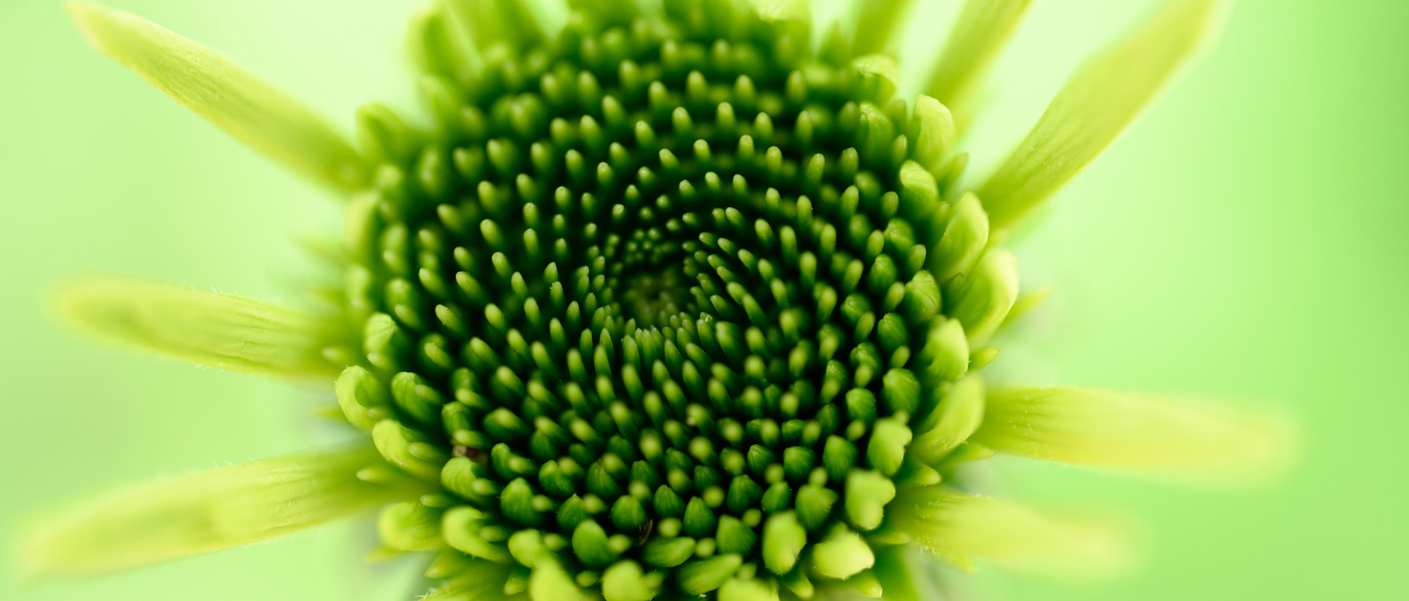 長瀬 正太×NIKKOR Z MC 105mm f/2.8 VR Sメイン作例写真