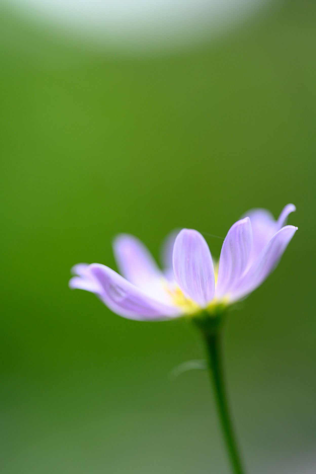 長瀬 正太×NIKKOR Z MC 105mm f/2.8 VR S作品