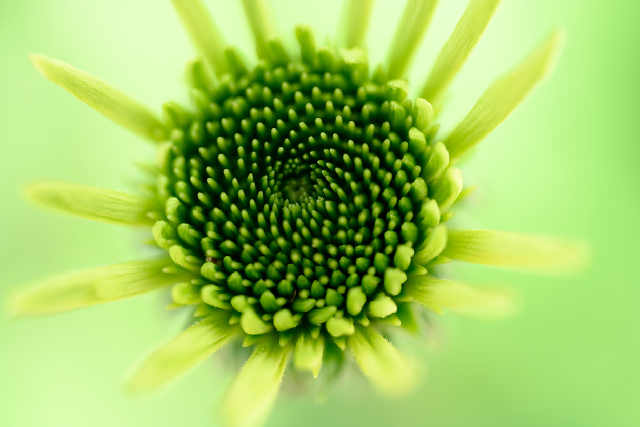 マクロ撮影で広がる新しい世界