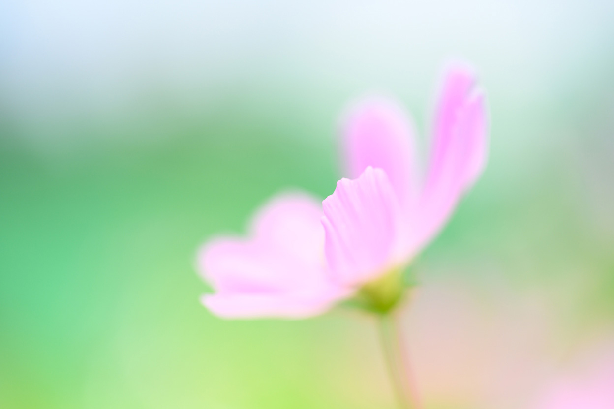 長瀬 正太×NIKKOR Z MC 105mm f/2.8 VR S作品