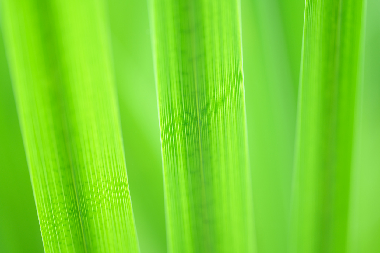 長瀬 正太×NIKKOR Z MC 105mm f/2.8 VR S作品