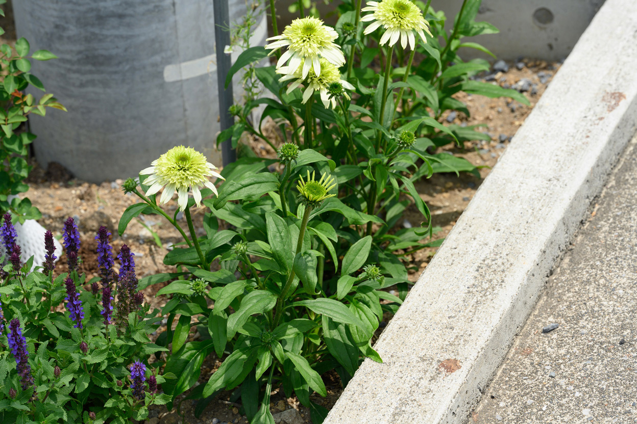 マクロ撮影で広がる新しい世界