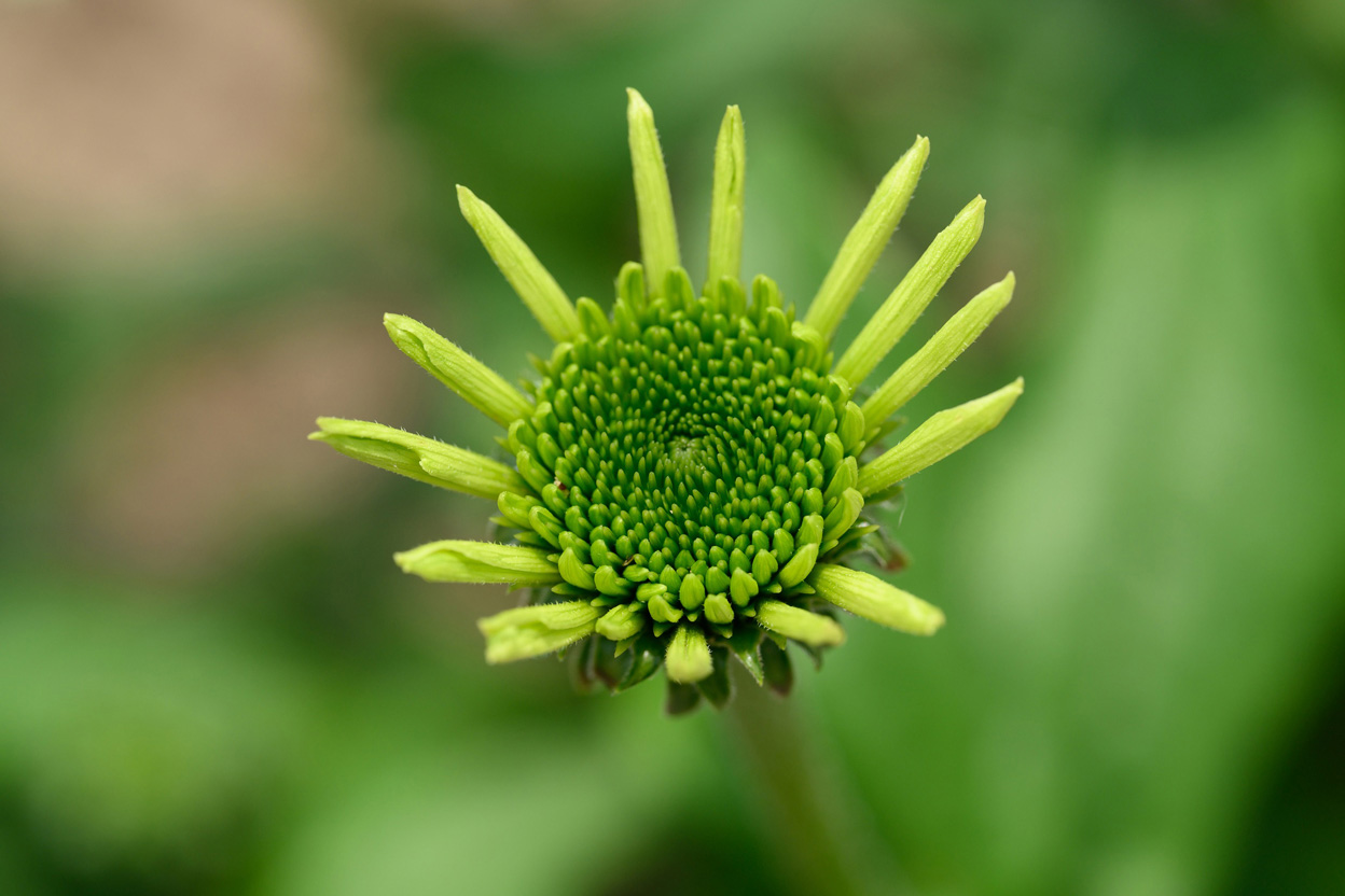 マクロ撮影で広がる新しい世界