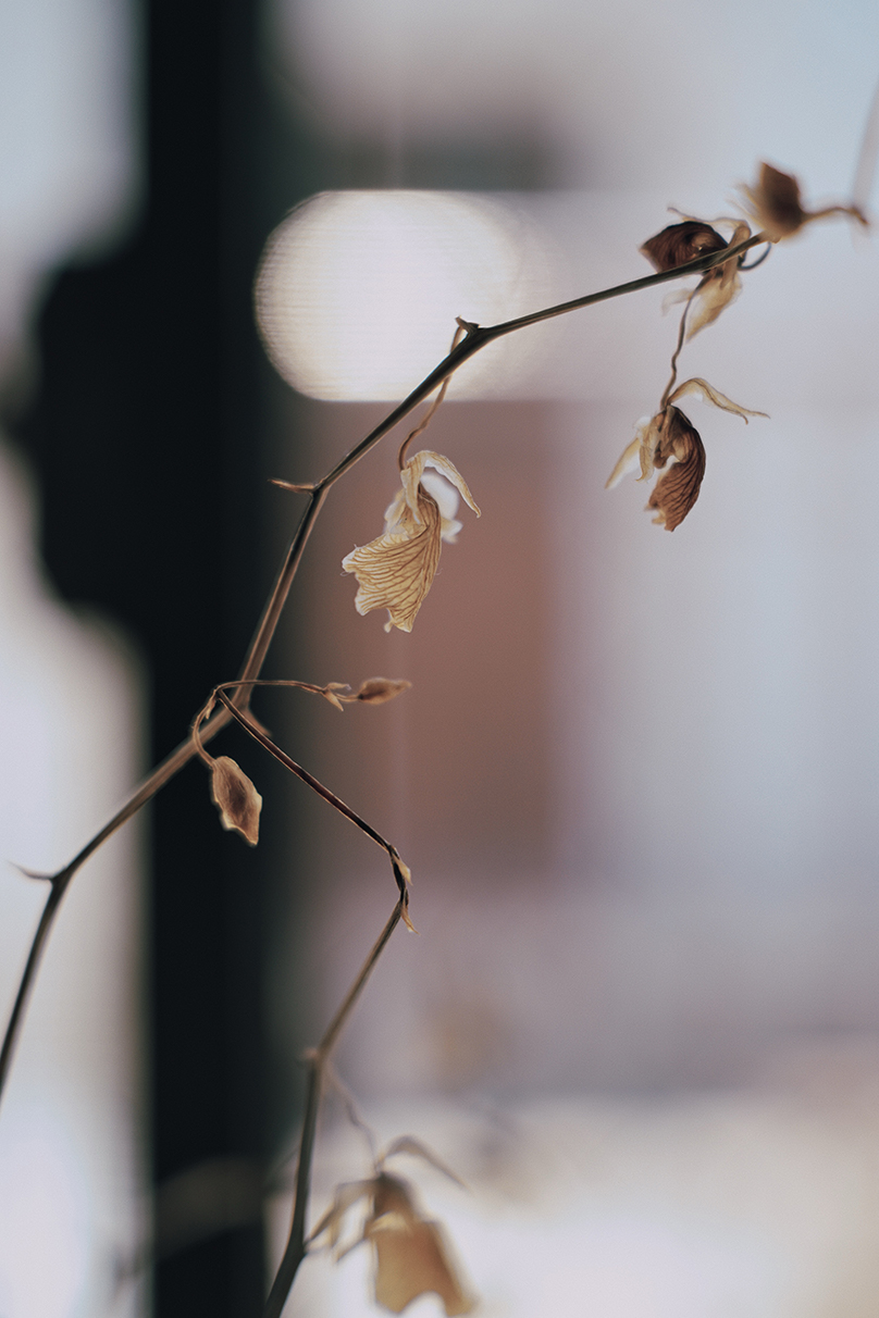 野口 花梨 Karin Noguchi×NIKKOR Z 24-70mm f/2.8 S II作品