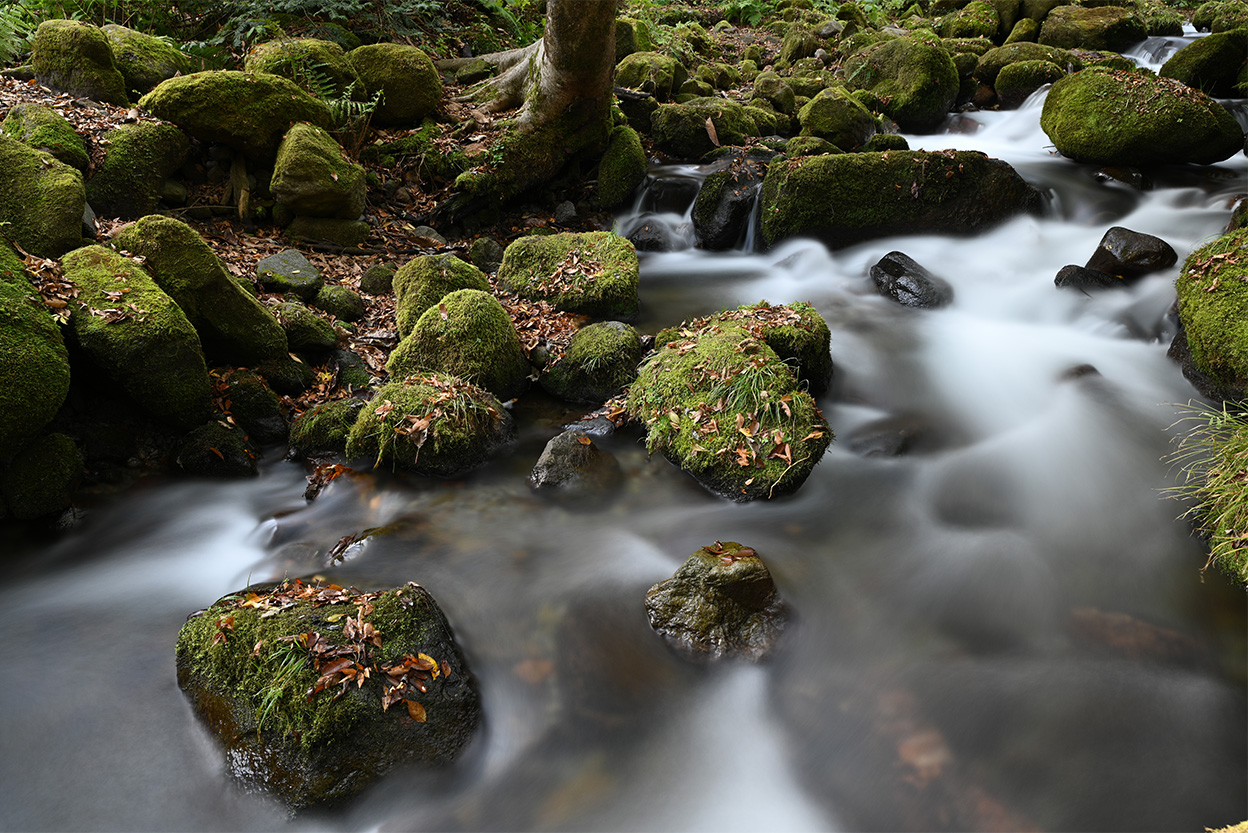 saizou×NIKKOR Z 24mm f/1.8 S作品