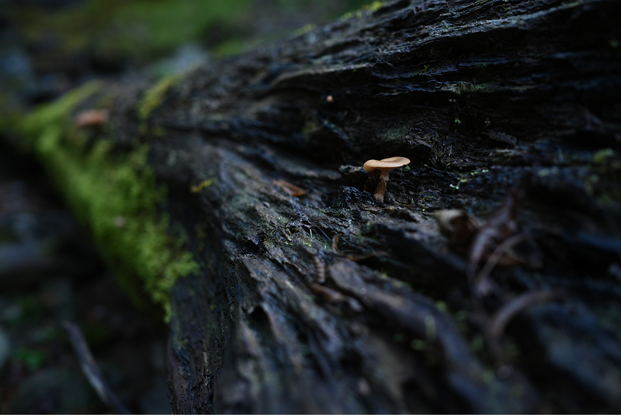 saizou×NIKKOR Z 24mm f/1.8 S作品