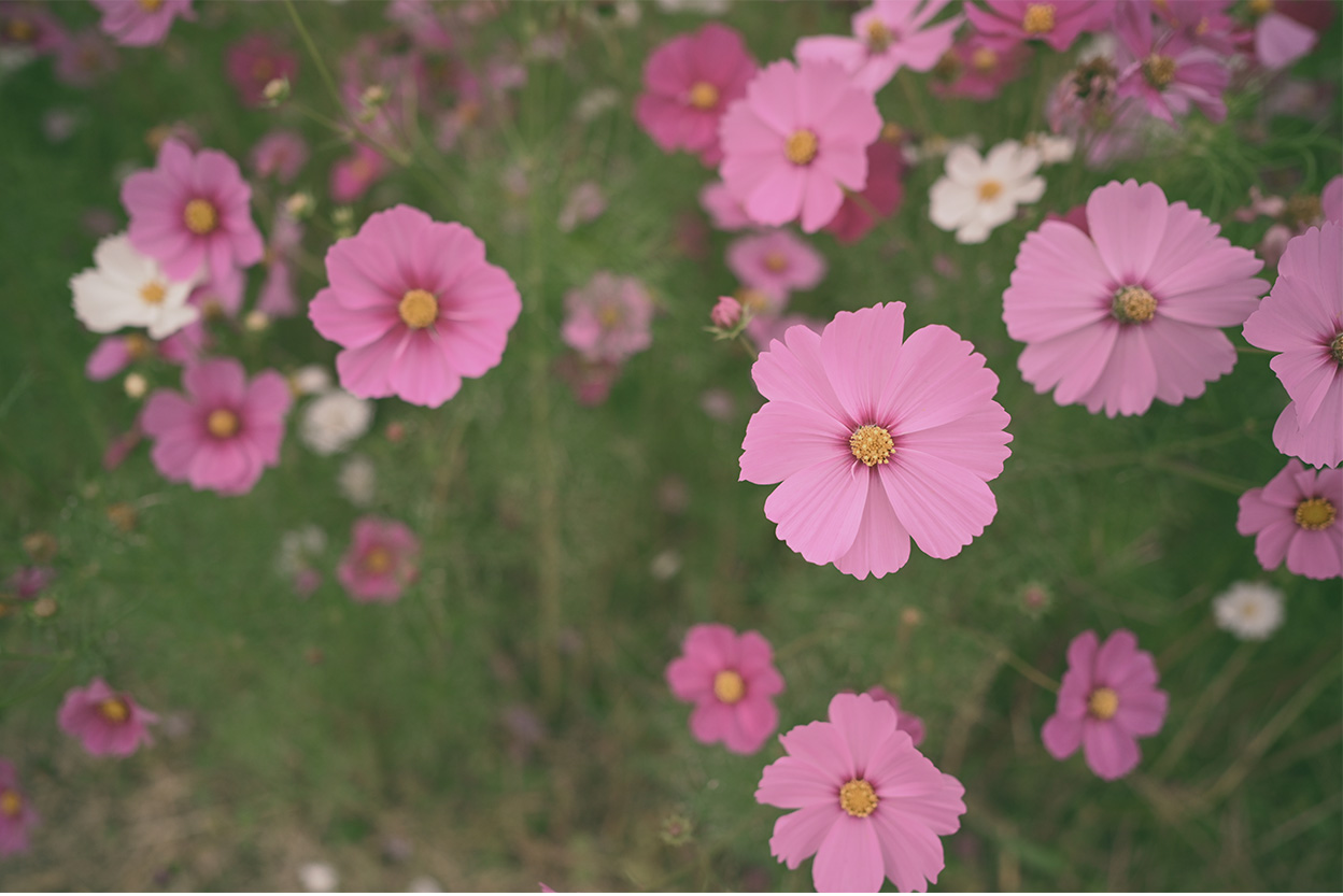 saizou×NIKKOR Z 24mm f/1.8 S作品