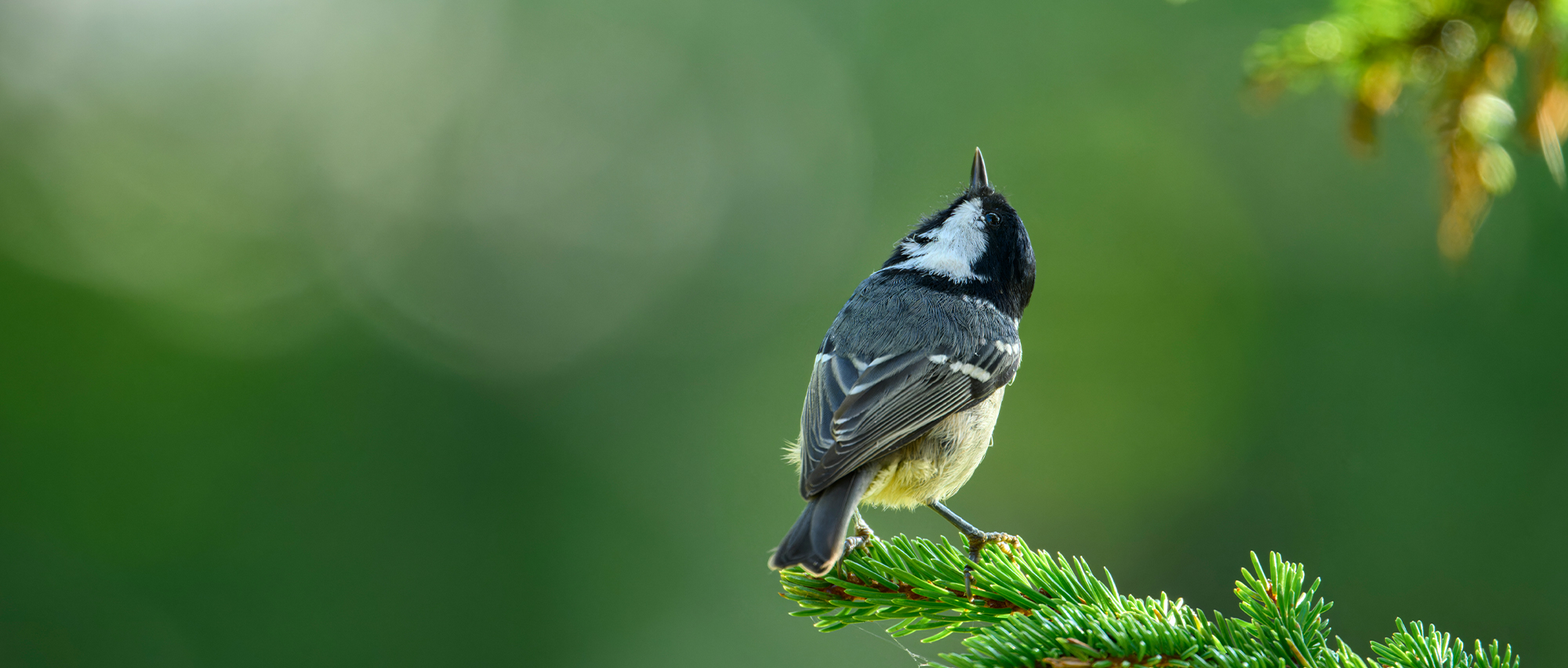 佐藤 章 Akira Sato×NIKKOR Z 600mm f/6.3 VR Sメイン作例写真