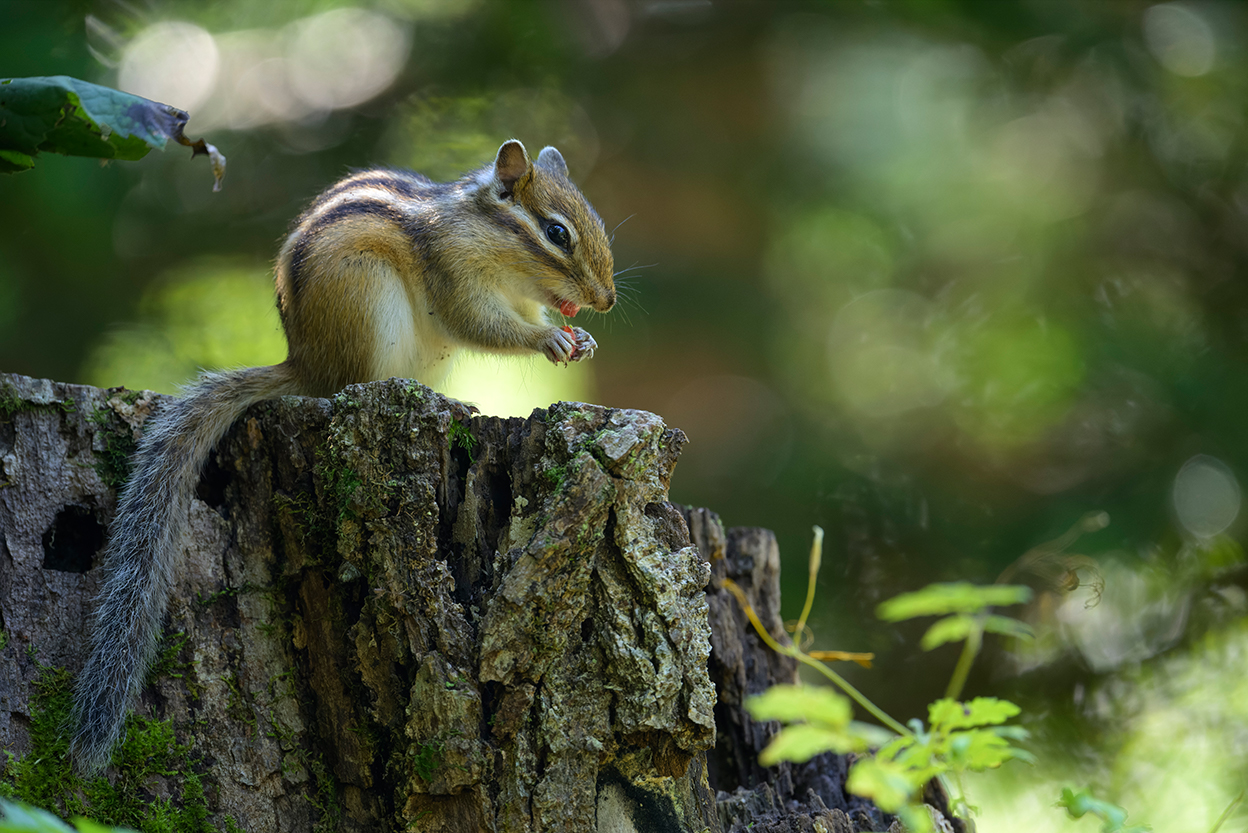 佐藤 章 Akira Sato×NIKKOR Z 600mm f/6.3 VR S作品