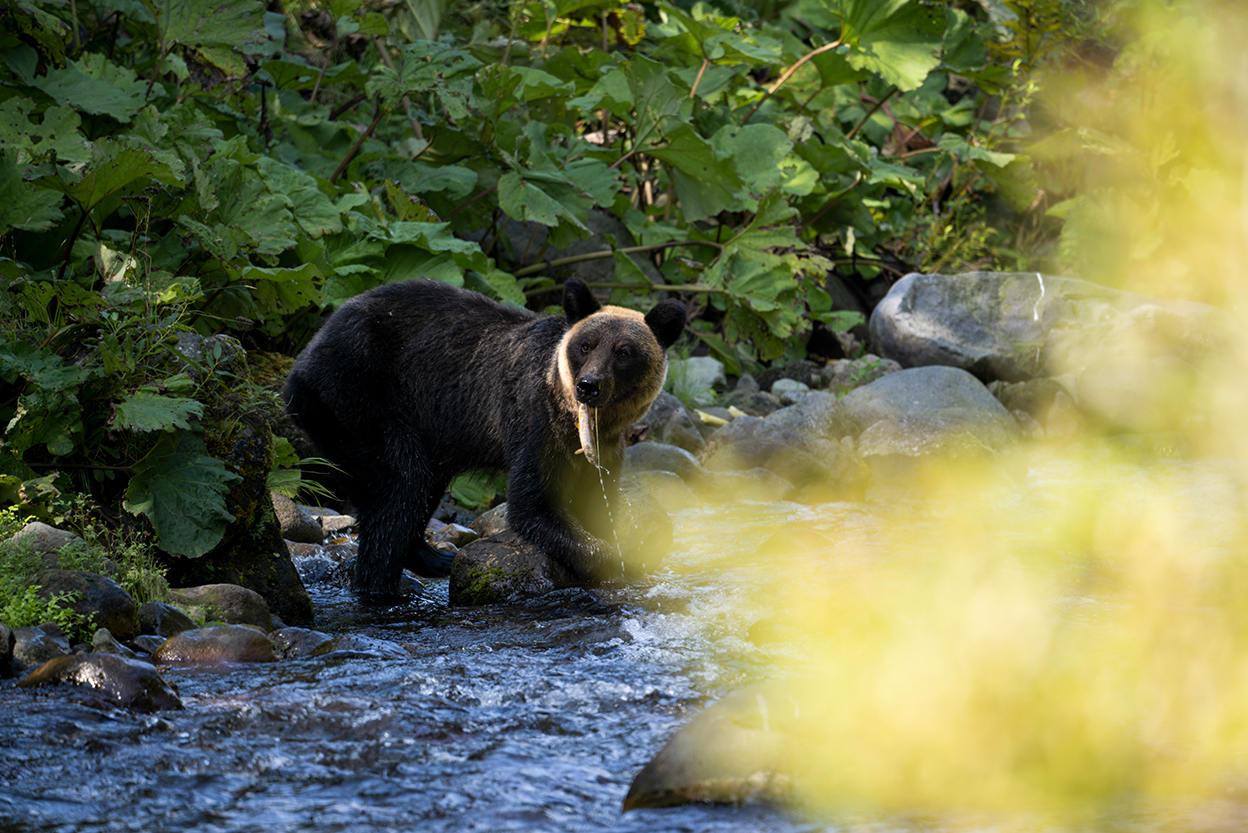 佐藤 章 Akira Sato×NIKKOR Z 600mm f/6.3 VR S作品